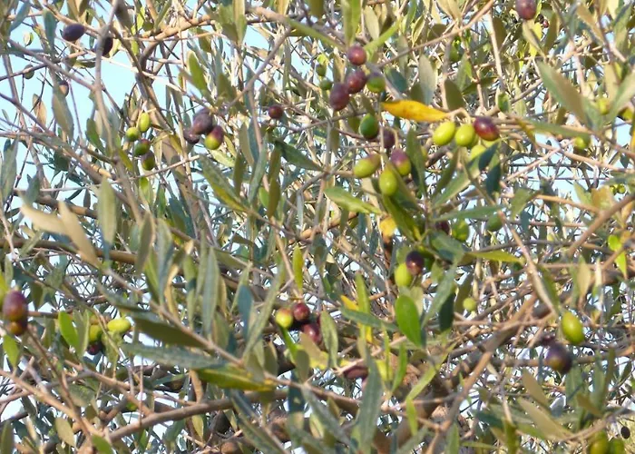 La Capannaccia בית כפרי *